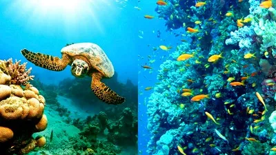 Marsa Alam tatil beldesinde Kızıldeniz'in güzelliği.