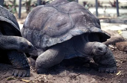 Seyşeller'deki Aldabra dev kaplumbağaları