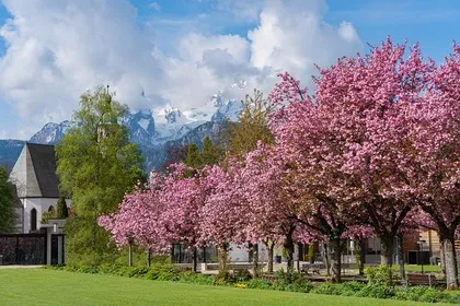 Farklı ülkelerde Hanami