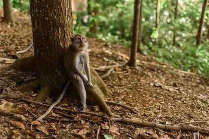 Bali, Endonezya'daki Maymun Ormanı